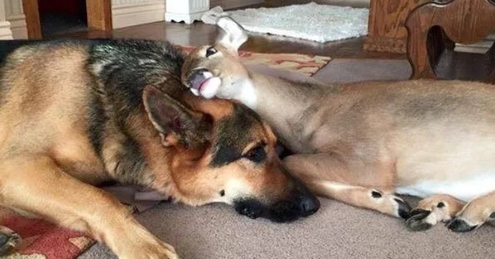  A caring and kind shepherd takes care of lonely deer and other injured animals
