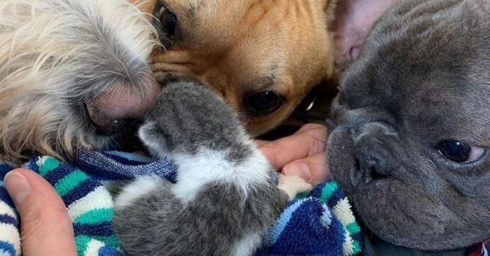  «Amazing story of the mutual love of animals»: the bulldogs made friends with the abandoned kitten