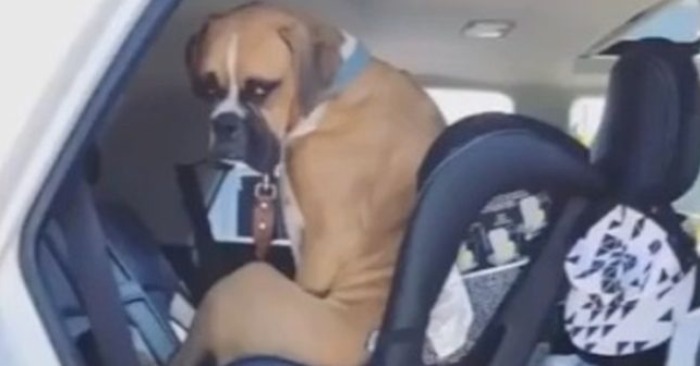  The unique dog decided that he was a man, and really wanted to sit on a toddler’s chair