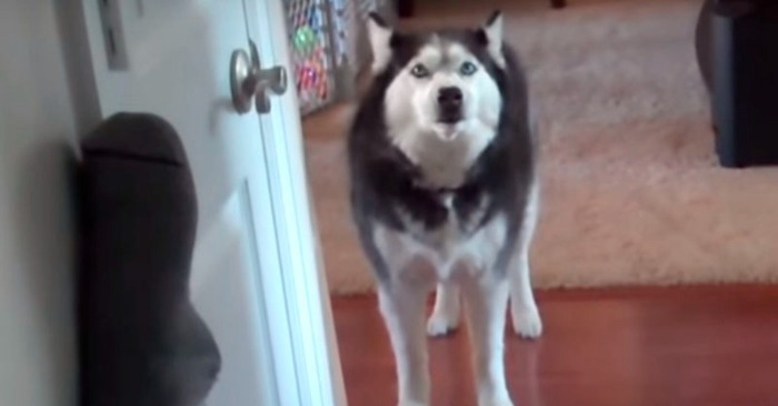  How cute when Husky supports his friend and speaks with him in their secret language