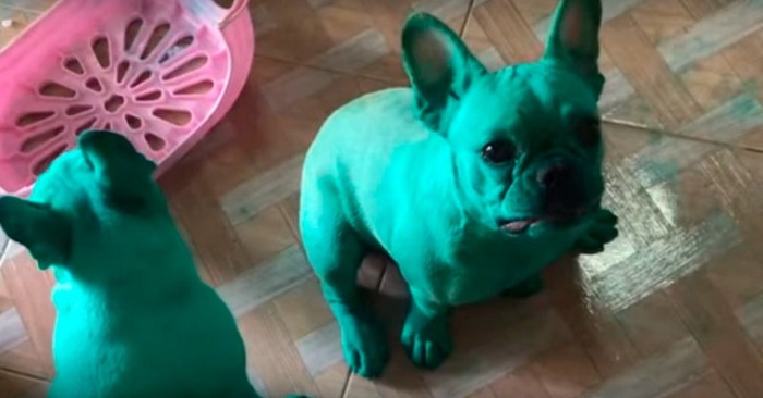  Cute dogs smeared with paint conquered the hearts of people thanks to their appearance
