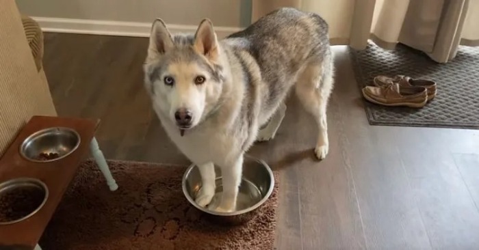  Unique stubborn husky runs out of water and the owner listens to his disapproval