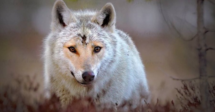  With a heart-shaped face, the wolf is captured on camera by a lucky photographer, so unique