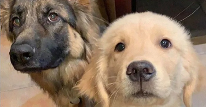  The unique conversation between the shepherd and golden retriever for help his master is invaluable