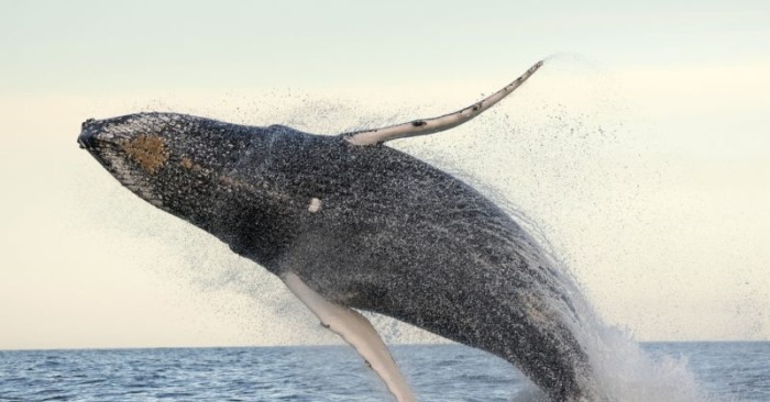  Huge humpback whale is completely out of the water off the coast of Mbotya in South Africa