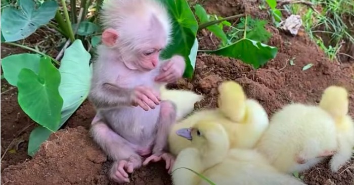  Wonderful monkey takes care of the ducklings cutely and cuddles them like her family