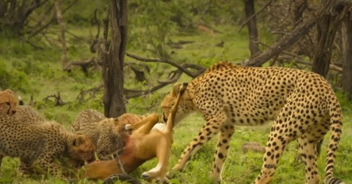  A cute, lovely cheetah tried to help his mom to hunt and drive away jackals