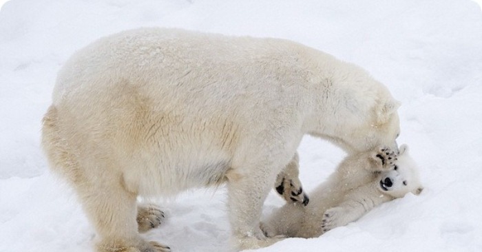  It’s so cute to see how white bear mom, and baby, play in the snow in Finland