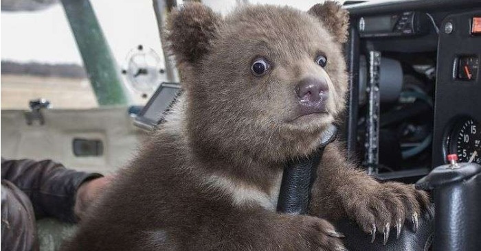 A caring and kind farmer saved the life of a little bear from hunger and became his owner