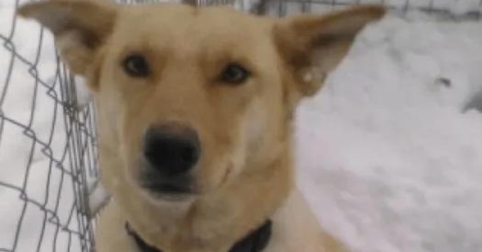  The most caring dog for 3 weeks lay in a row in cold snow with cute puppies waiting for help