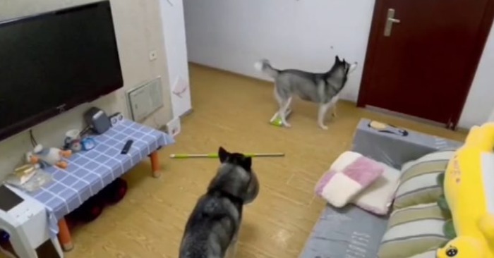  Huskies calmly watched TV until suddenly their owner returned home and they ran to the door