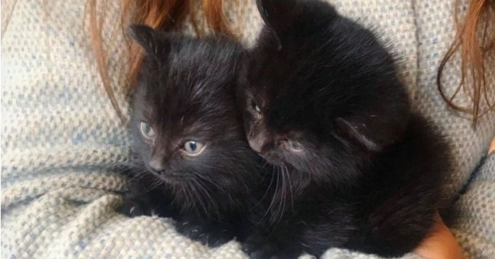  Lovely kittens remained alone in the middle of the courtyard of the house and a woman saved them