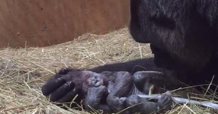  Everyone is happy to watch as a caring gorilla continuously kisses her newborn baby