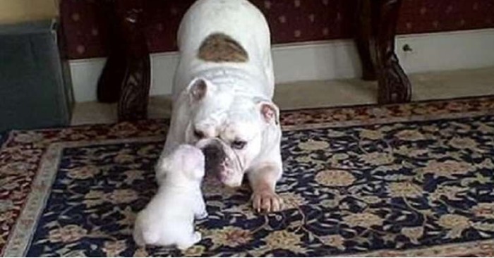  Cuteness simply conquers hearts when a beautiful puppy is angry with his mother