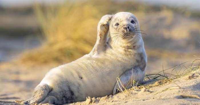  The cute happy seal was in the frames and brought popularity to the photographer