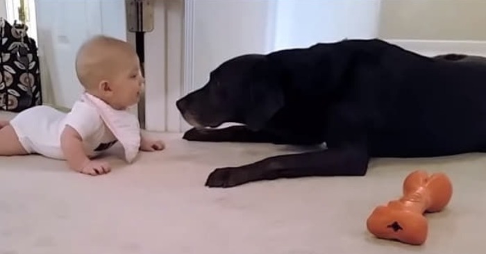 In a cute scene, the dog seeing how the baby tries to crawl to him decided to approach
