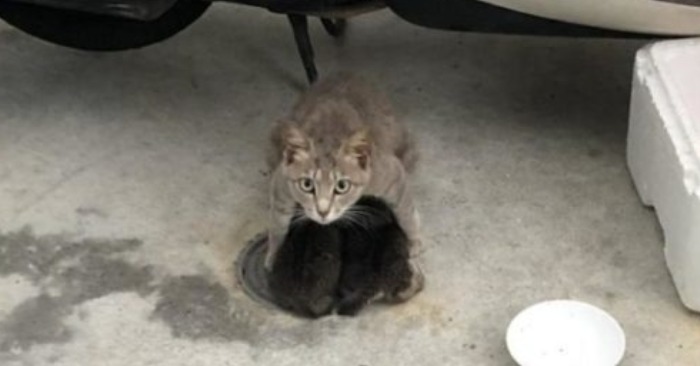  It is unrealistic when a mother cat is struggling to save the life of her kittens from a flood