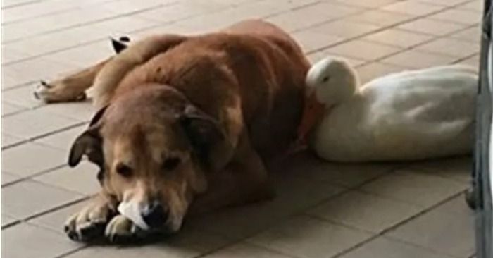  Wonderful duck made friends with the dog and was able to save him from depression