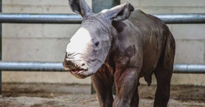  Miracle at Virginia Wildlife Center: Mother Rhino Gives Birth to Rare Calf