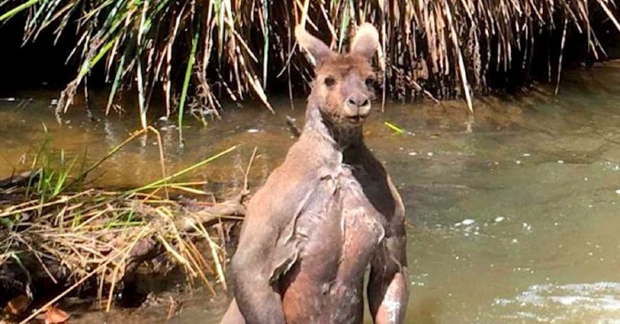  Incredible Act of Kindness: Australians Save Distressed Kangaroo from Water