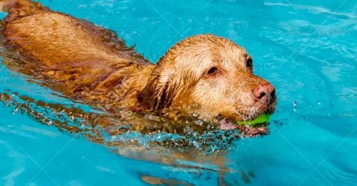  Unleashing the Fun: Golden Retriever Makes a Splash at an Unforgettable Pool Party