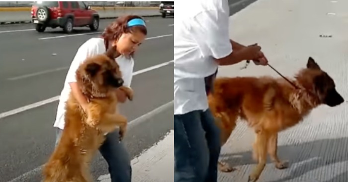  Highway Rescue: Woman’s Quick Actions Save German Shepherd’s Life