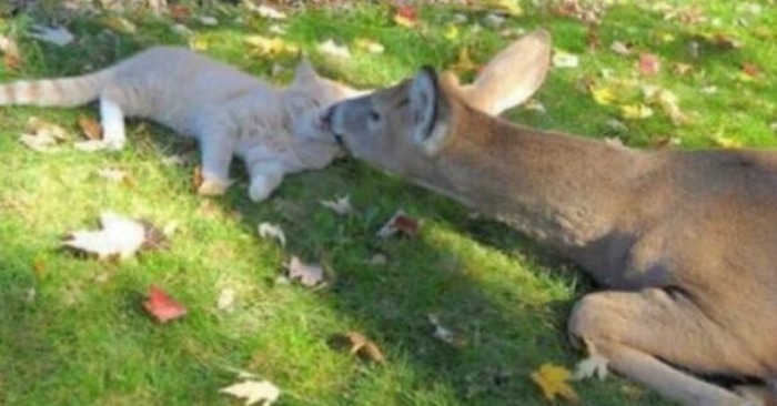  Nature’s Playmates: The Delightful Friendship Between a Curious Cat and a Graceful Deer