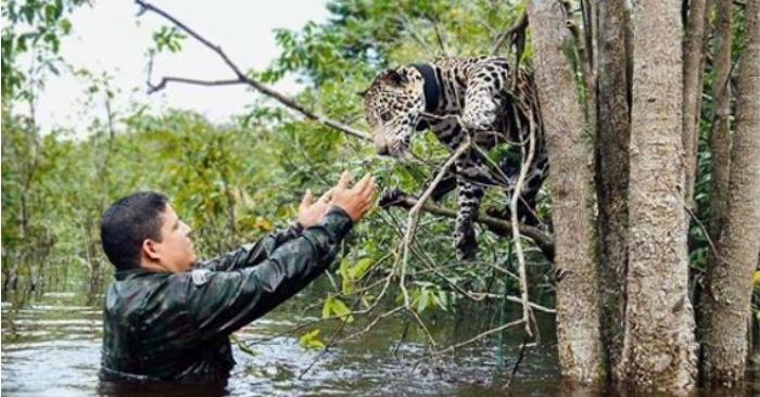  Soldiers’ Heroic Act: Saving a Helpless Jaguar from Drowning in the Amazon River