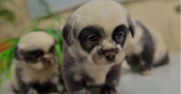  “Puppies with panda face” These creatures are unusual in nature and surprise with their uniqueness