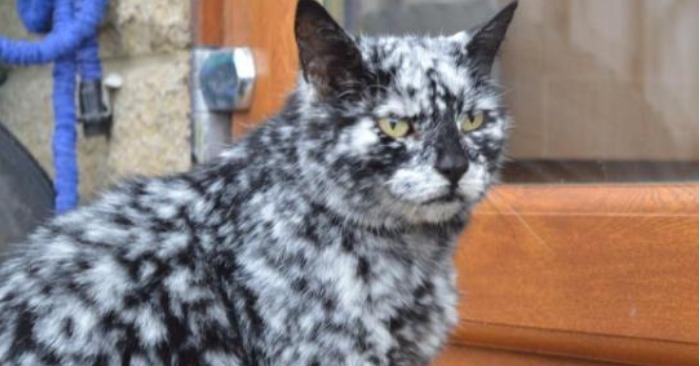  “What a unique cat” This cat with an unusual marble color has become a star among Internet users