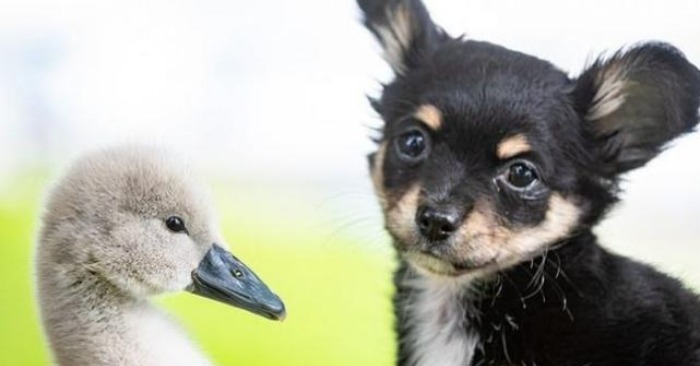  Unlikely Best Friends: The Unbreakable Connection Between a Man, a Swan, and a Chihuahua