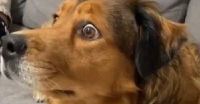 “The cutest reaction” This dog reacts in the most unusual way when he saw squirrels on TV