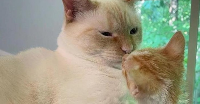  “A perfect father” Caring and kind cat started taking care of three cute tiny, rescued kittens