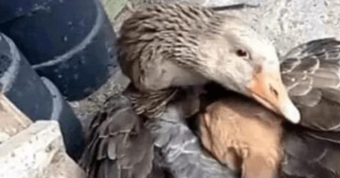  Nature’s Miracles: A Goose’s Instinctive Act of Kindness Towards a Lonely Puppy