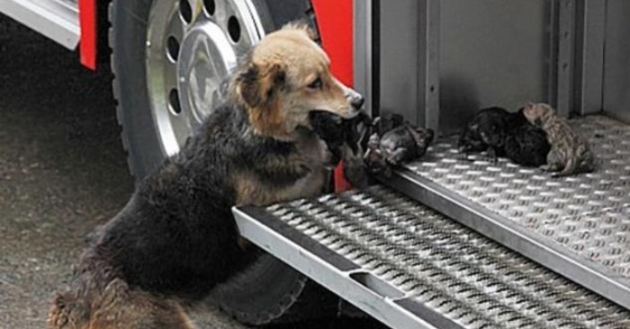  Fire Survivors: Smart Dog and Puppies Make a Miraculous Escape