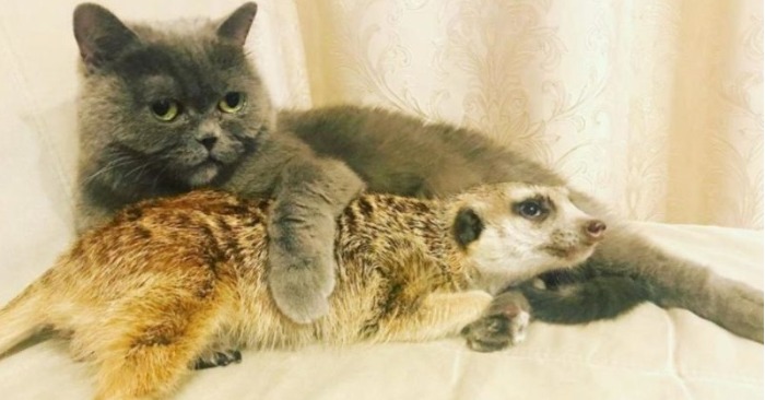  Instagram’s Most Unusual Duo: The Cat and Meerkat Best Friends That Melt Hearts