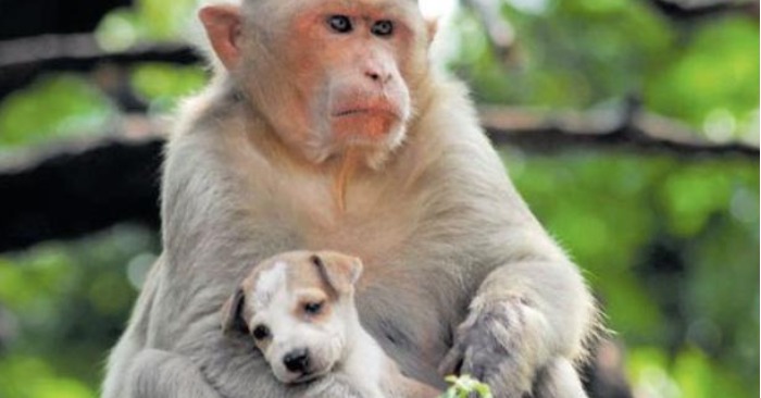  An Incredible Display of Maternal Instinct: Monkey Saves and Nurtures Abandoned Puppy